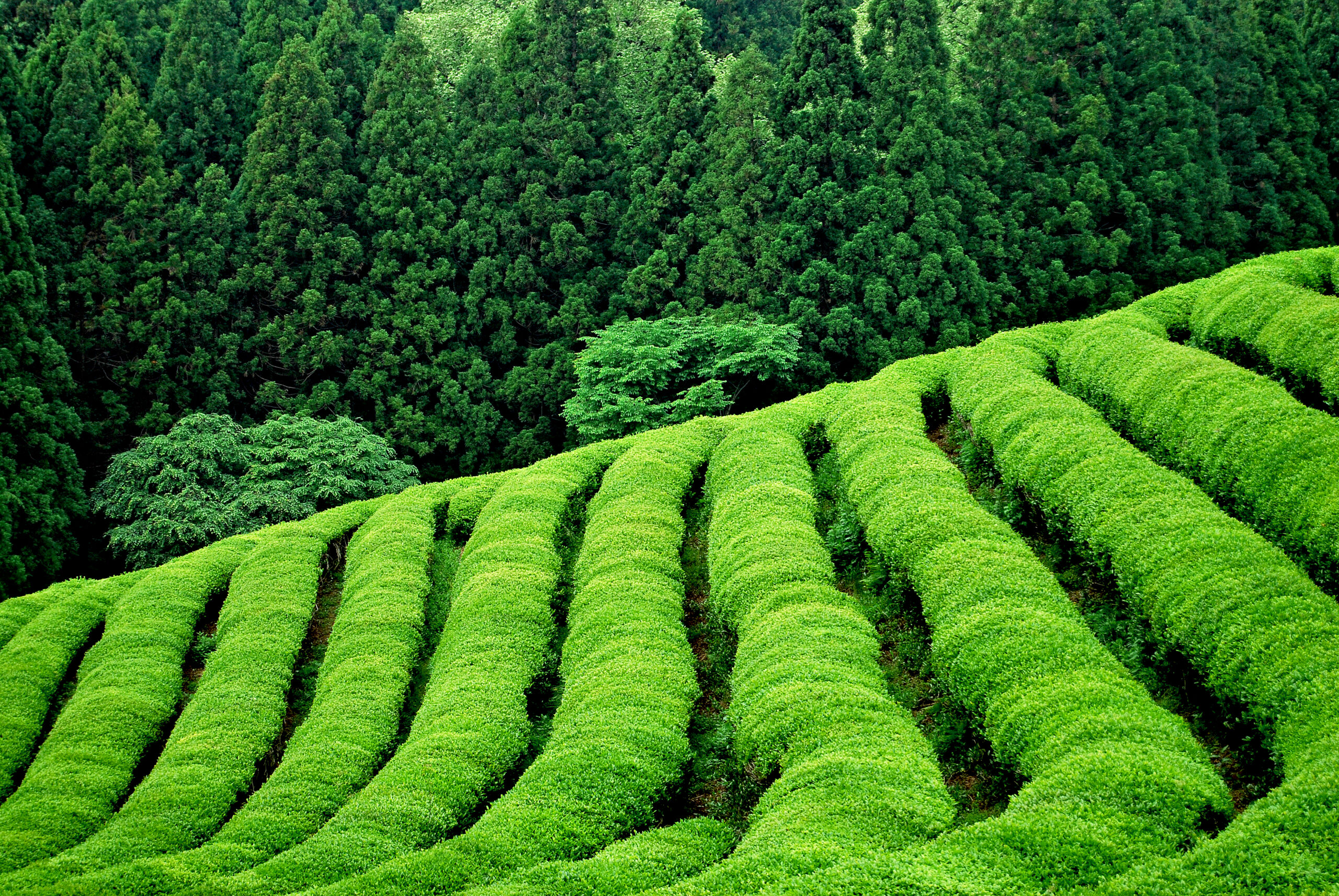 Darjeeling weather