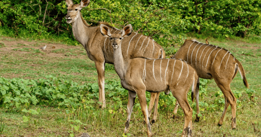 Rajaji National Park